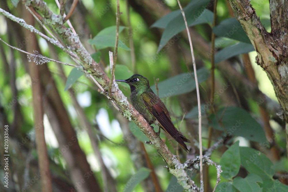 Bird Bird