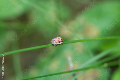 Sumac Flea Beetle on Leaf