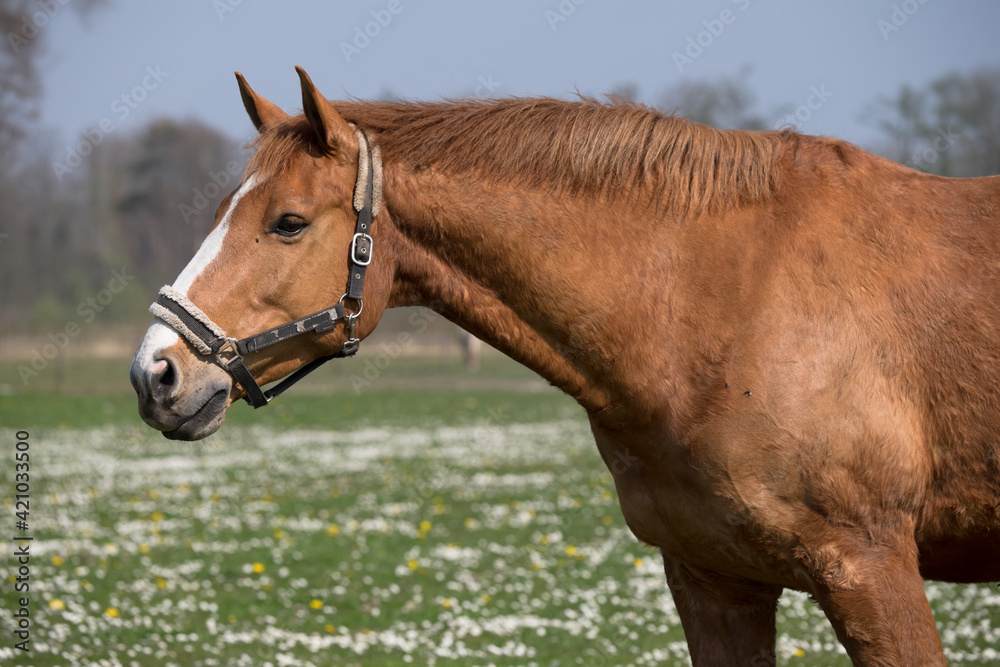 Fototapeta premium Chestnut colored horse looks ahead in a meadow with many daisies on a sunny day in early spring