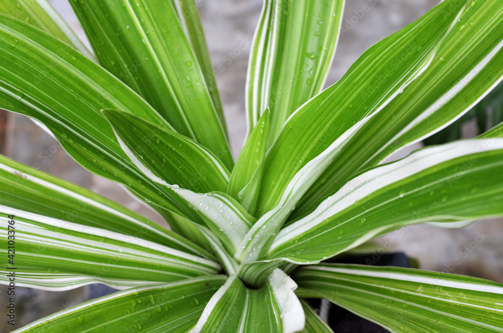 Obraz premium Leaves Dracaena fragrans. native throughout tropical Africa. aka striped dracaena, compact dracaena, lemon lime, and corn plant. close-up with selective focus and blurred background
