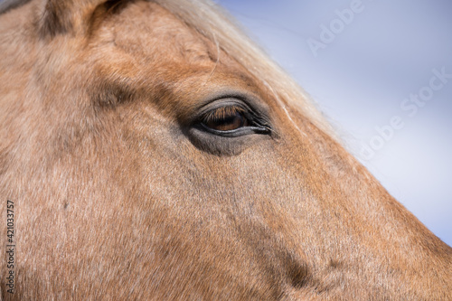 Side view of a part of the head of a chestnut colored horse lit by the sun with soft blue sky. Portrait. Focus on the eye.
