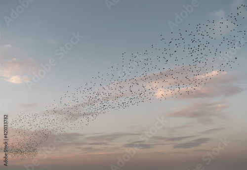 Beautiful large flock of starlings. A flock of birds fly during summer, hundreds of thousands of starlings gather in huge clouds. Starling murmurations