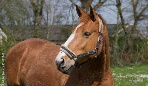 Chestnut colored horse turns its head to the right in a meadow with many daisies on a sunny day in early spring. In the background with trees and a farm or stable. Flies on its head. Wide image