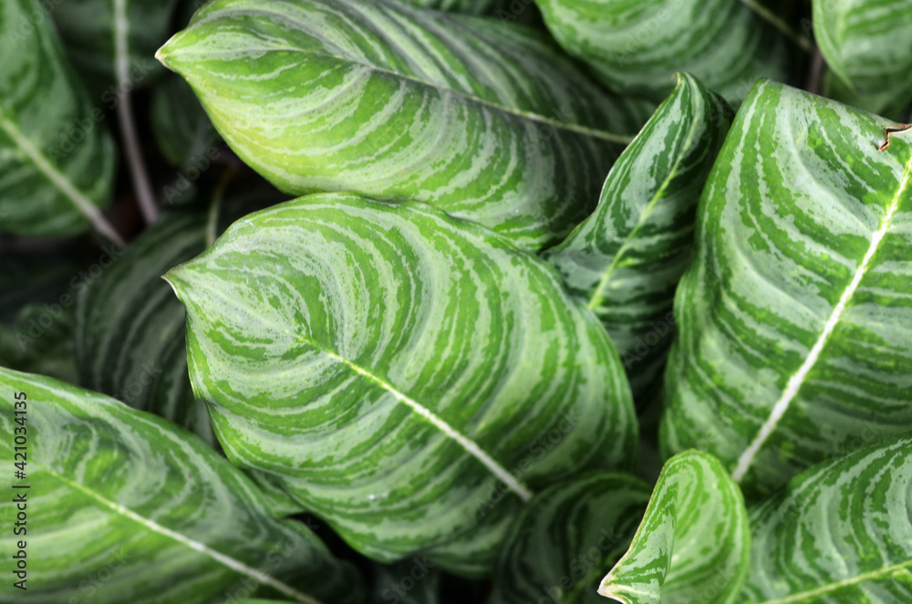 Fototapeta premium leaves of Aglaonema Silver queen, sri rezeki, or chinese evergreens are popular ornamental plants. found in tropical and subtropical areas of Asia. close-up with selective focus and blurred background