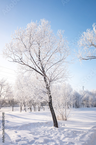 winter landscape in the forest trees covered with hoarfrost blue sky sunny day