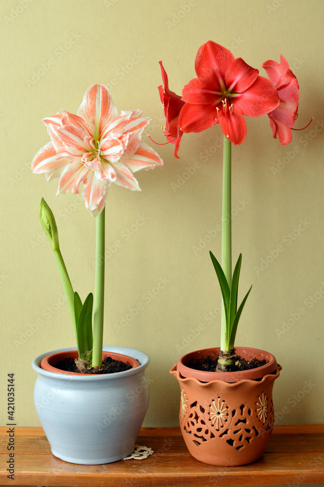 red amaryllis flower with white stripes in bloom growing in the flower pot