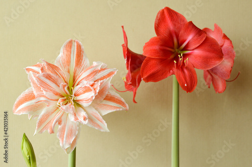 red amaryllis flower with white stripes in bloom growing in the flower pot