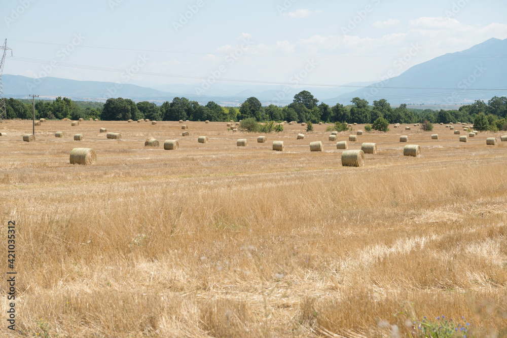 Harvested field with straw bales