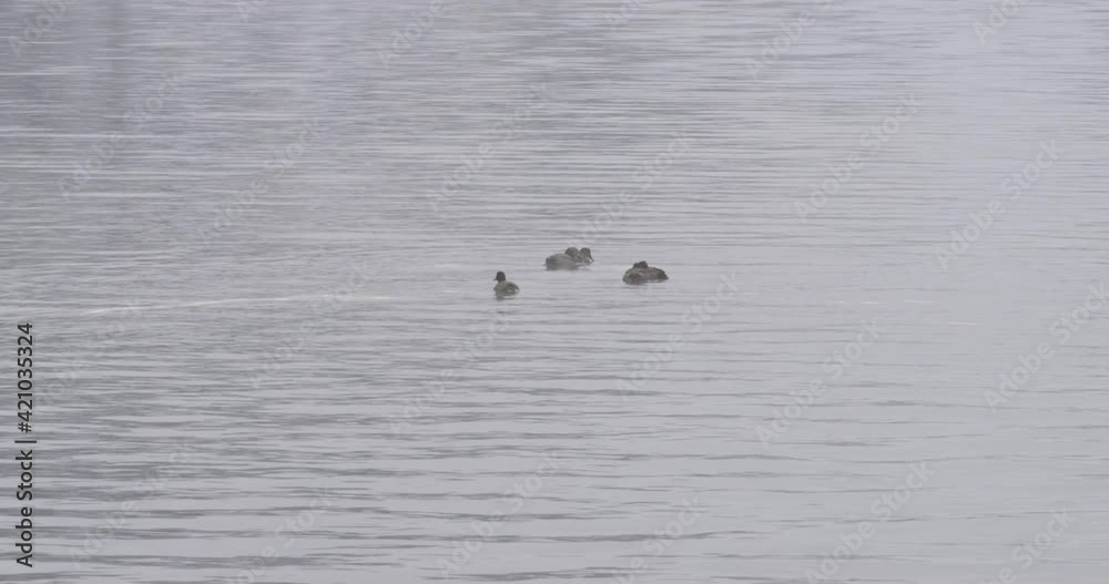 Duck family swimming in a lake in slow motion Duck family swimming in a lake in slow motion