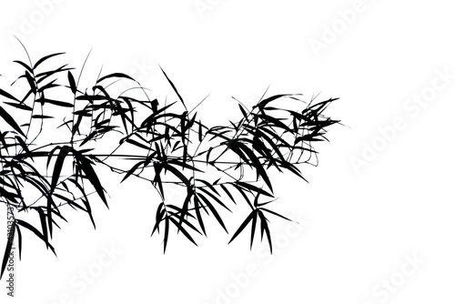 Fototapeta Naklejka Na Ścianę i Meble -  Branches of bamboo isolated on white background