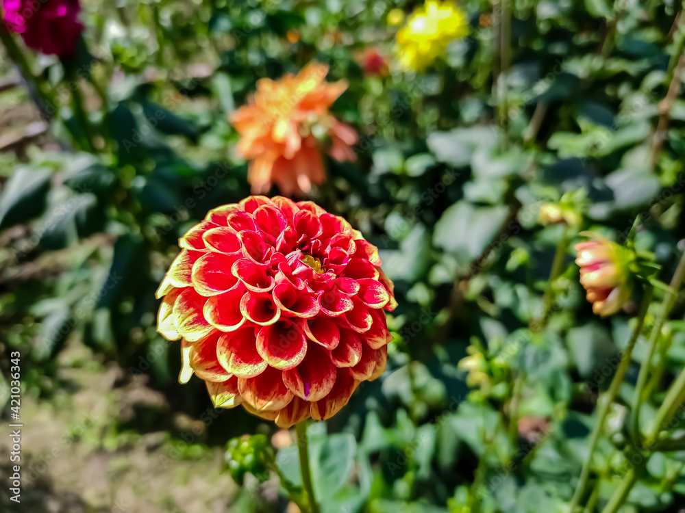 Dahlia is a genus of bushy, tuberous, herbaceous perennial plants native to Mexico and Central America. Dahlia is a genus of bushy, tuberous, herbaceous perennial plants native to Mexico and Central America.