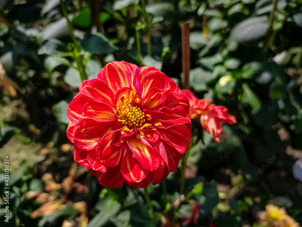 Dahlia is a genus of bushy, tuberous, herbaceous perennial plants native to Mexico and Central America. Dahlia is a genus of bushy, tuberous, herbaceous perennial plants native to Mexico and Central America.