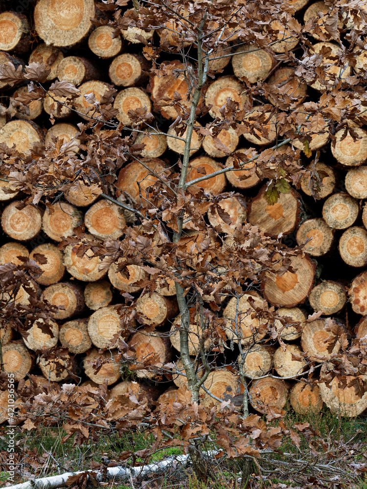 Close-up view of cut pine timber log background texture with little oak tree growing in front. Close-up view of cut pine timber log background texture with little oak tree growing in front.