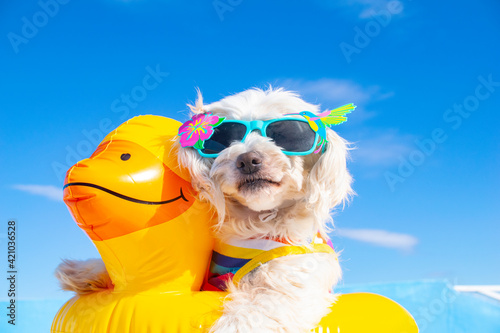 happy dog with sunglasses and floating ring © Natallia Vintsik