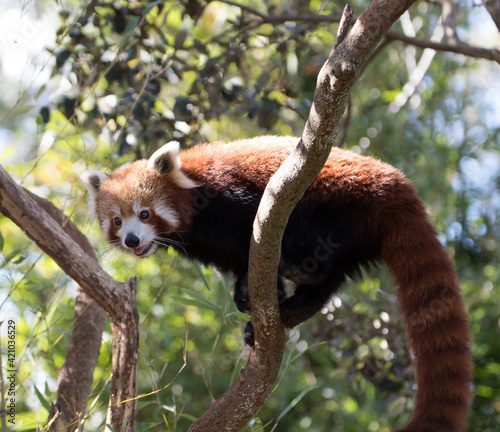 Red panda