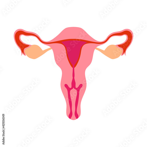 Female genital organs on a white background, vector illustration