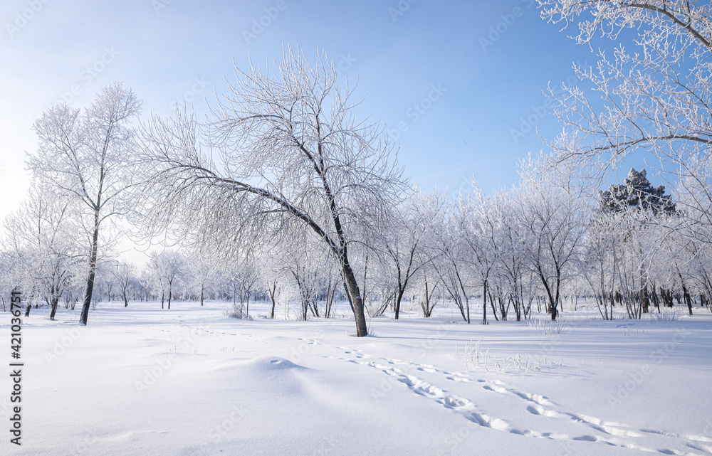 Beautiful winter landscape with snow-covered trees. Blue sky and textured snow. Winter's tale.