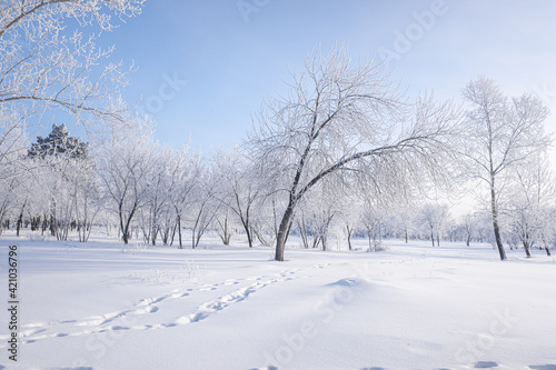 Beautiful winter landscape with snow-covered trees. Blue sky and textured snow. Winter s tale.