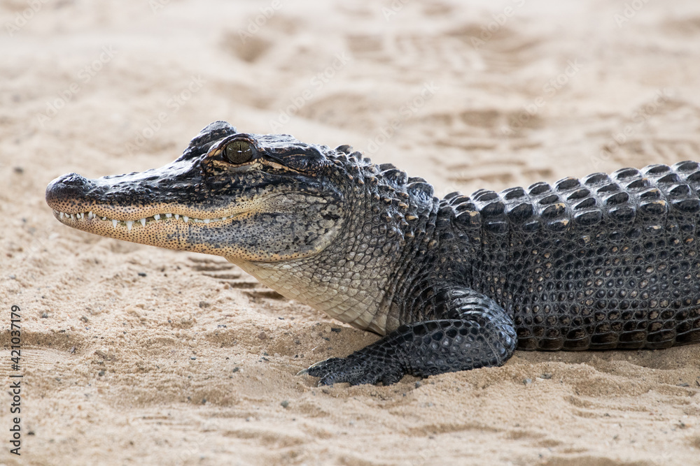 Fototapeta premium Close up of crocodile