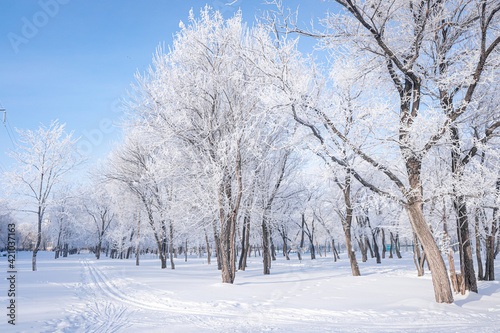 Beautiful winter landscape with snow-covered trees. Blue sky and textured snow. Winter's tale. © Prikhodko