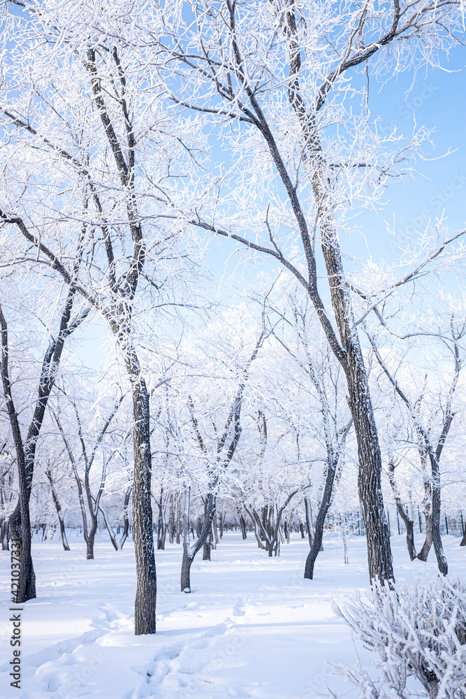Beautiful winter landscape with snow-covered trees. Blue sky and textured snow. Winter's tale. Beautiful winter landscape with snow-covered trees. Blue sky and textured snow. Winter's tale.