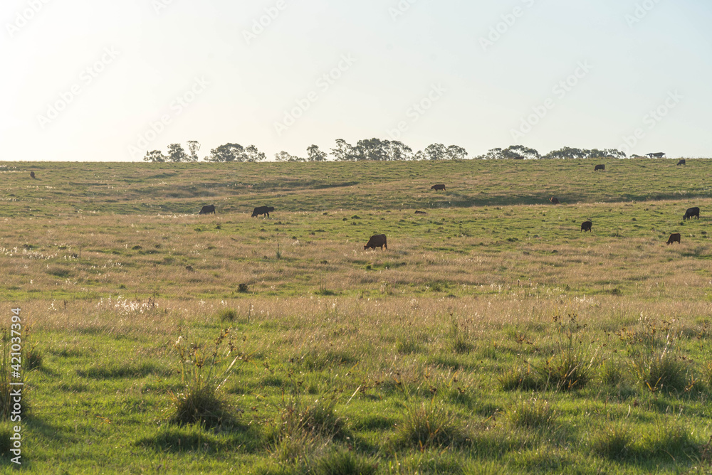 Rural landscape of the Pampas of Rio Grande do Sul in Brazil and the presence of farm animals.