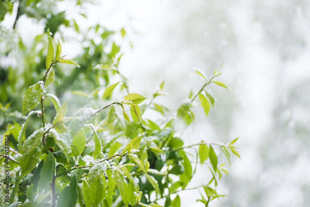 Cold storm with snow in spring. Green branches and flowers of bird cherry under the snow, frosts. Natural cataclysm Cold storm with snow in spring. Green branches and flowers of bird cherry under the snow, frosts. Natural cataclysm