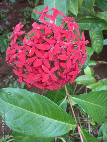Flowers, berries and garden.