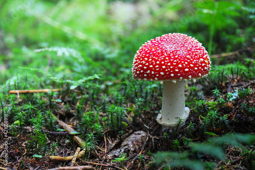 Amanita muscaria, commonly known as the fly agaric or fly amanita. Toxic and hallucinogen mushroom Fly Agaric in grass on autumn forest background. Macro close up in natural environment.