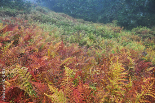 Autumn colors. Bright orange leaves of the fern in rainy weather. Golden autumn. Beautiful autumn background. Horizontal location, Copy space. Beautiful autumn fern. High Tatras national park.