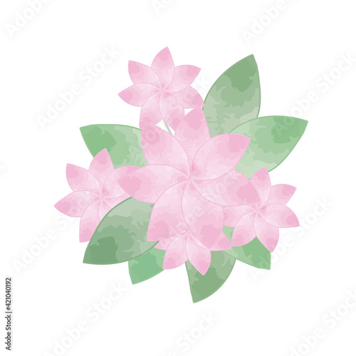 Bouquet of pink plumeria flowers on white background.