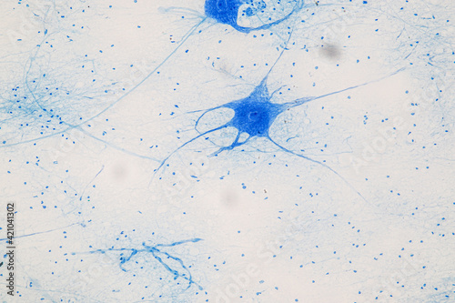 Education Spinal cord, Nerve, Cerebellum, Cortex and Motor Neuron Human under the microscope in Lab.
 photo