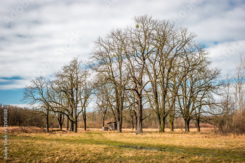 Group of leafless horse chestnut trees in the flooded flood plain meadow in March photo