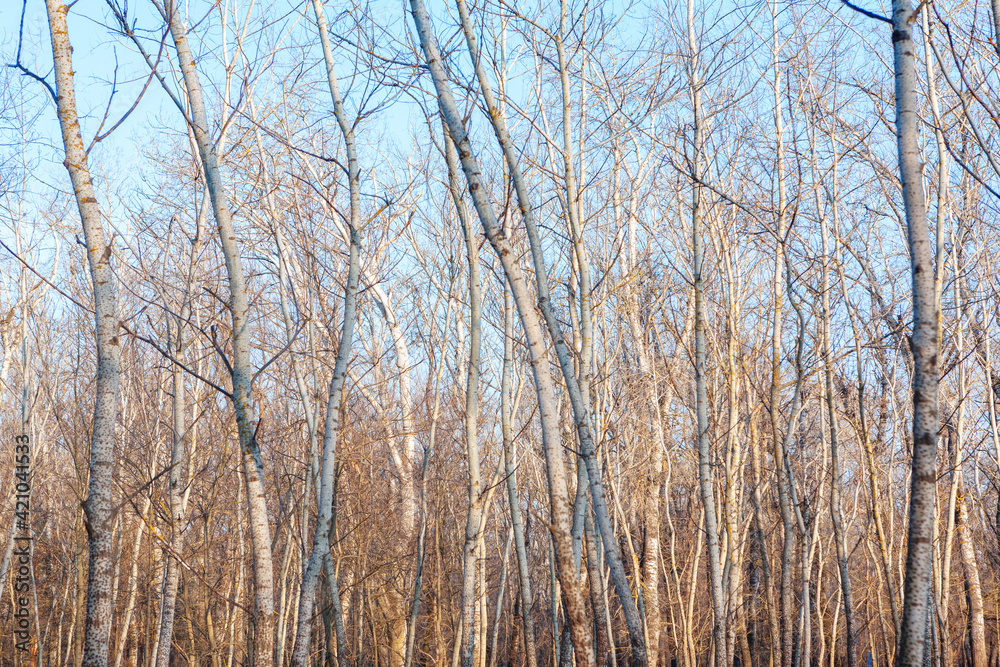 Trees without leaves in the springtime Trees without leaves in the springtime
