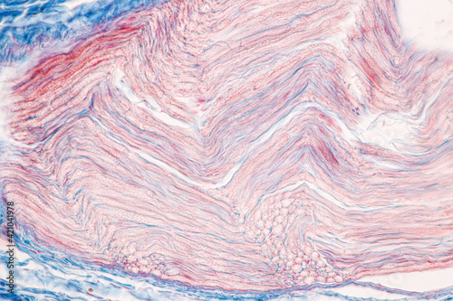 Education Spinal cord, Nerve, Cerebellum, Cortex and Motor Neuron Human under the microscope in Lab.
 photo