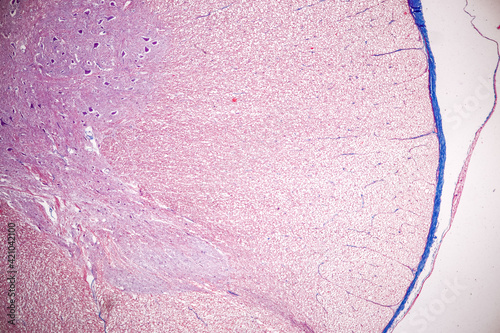 Education Spinal cord, Nerve, Cerebellum, Cortex and Motor Neuron Human under the microscope in Lab.
 photo