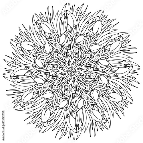 Snowdrops flowers mandala coloring page stock vector illustration. Hand drawn spring blossom flowers with leaves. Spring ornament coloring page for adults. Floral mandala black outline white isolated