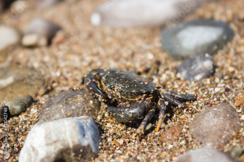 The jaguar round crab (lat. Xantho poressa), of the family Xanthidae. The Black Sea, Eastern Crimea.
