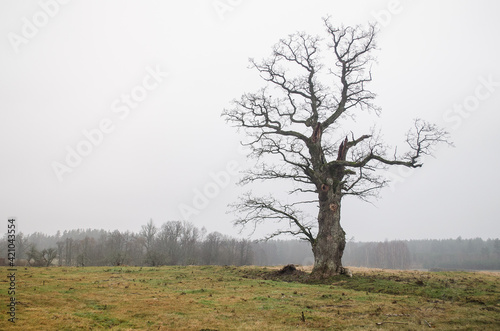 Wallpaper Mural Large oak tree in Edole, Latvia Torontodigital.ca