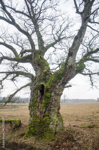 Large oak tree in Edole  Latvia