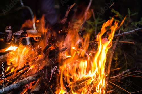 Sausages baked on a campfire in the forest. Making sausages over open campfire. Grilling food over flames.