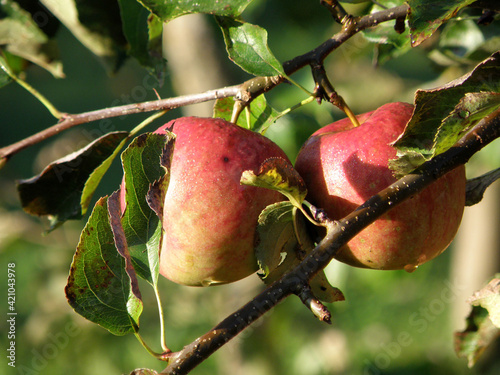 Frische Äpfel schmecken besonders gut - Fresh apples taste particularly good photo