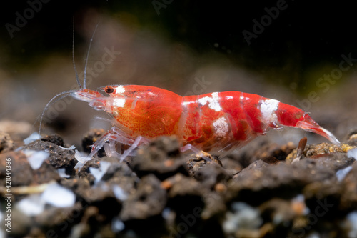 Pregnant crystal red dwarf shrimp look for food in aquatic soil and show eggs in stomach in freshwater aquarium tank.