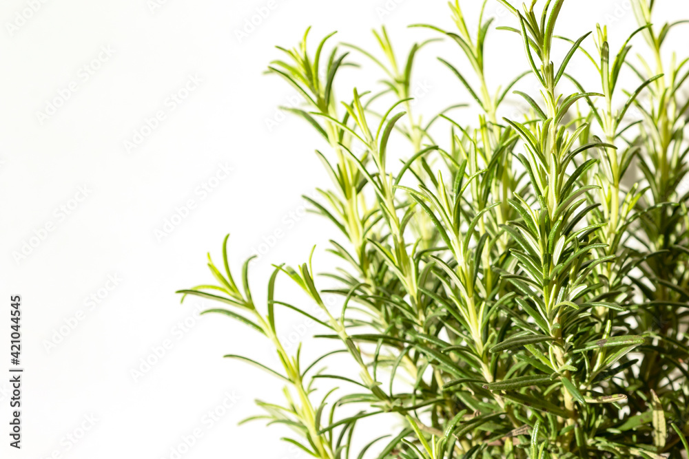 Branches of rosemary, Salvia rosmarinus on white background Branches of rosemary, Salvia rosmarinus on white background