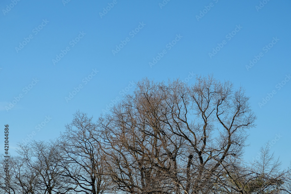 deciduous tree branches without leaves against a blue sky in winter deciduous tree branches without leaves against a blue sky in winter