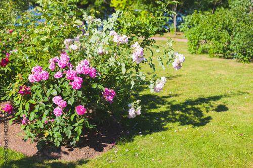 Fototapeta Naklejka Na Ścianę i Meble -  White and pink roses grow in a garden