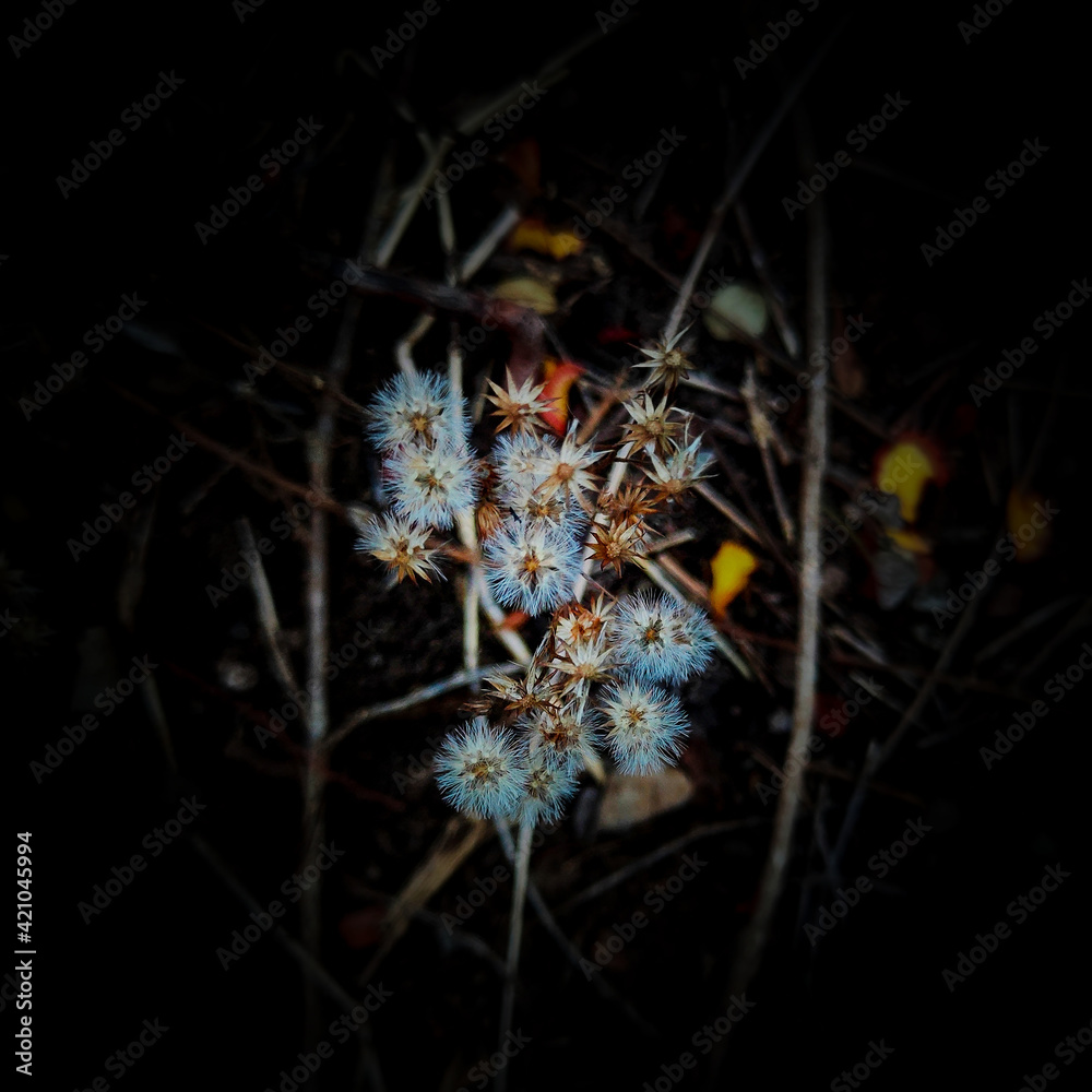 Fototapeta premium Sparkler seeds
