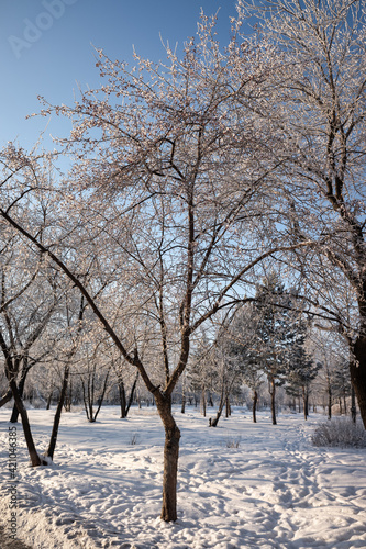 winter landscape park trees rime against the sky