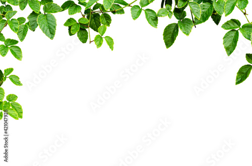Asian tropical green leaves plant ivy for Natural leaves concept Ornamental plant with natural fresh and dried leaves. Clipping path included. Isolated on white bakground.
