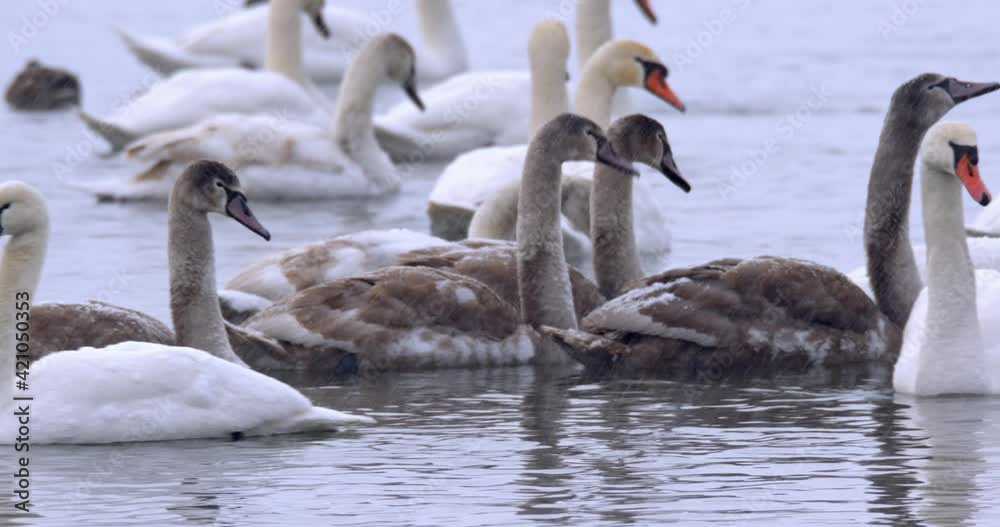 frozen lake with the mute swans, Soderica, Croatia frozen lake with the mute swans, Soderica, Croatia